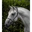 Premier Equine Hennaroso Rolled Anatomic Leather Head Collar in Black