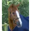 Premier Equine Hennaroso Rolled Anatomic Leather Head Collar in Brown