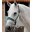 Premier Equine Fleece Padded Headcollar in Green