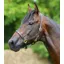 Premier Equine Pasco Plain Leather Head Collar in Brown