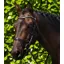 Premier Equine 5/8 Salvatore Rubber Leather Grip Reins in Brown